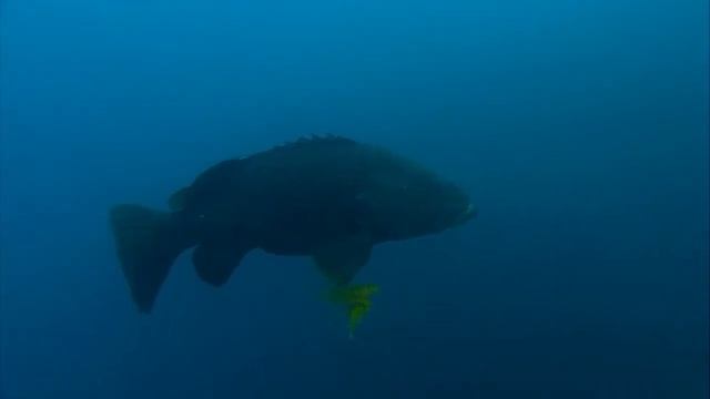 Как живётся индоокеанскому гигантскому груперу (Epinephelus lanceolatus) на затонувшем пароходе ? смотреть онлайн
