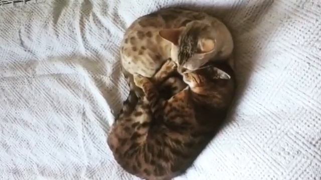 Бенгал и саванна сладко спят ;) Savannah and Bengal sleeping so sweet) смотреть онлайн