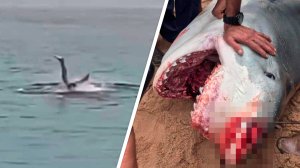 Акула сожрала россиянина прямо на глазах у отдыхающих. Жуткая трагедия в Египте