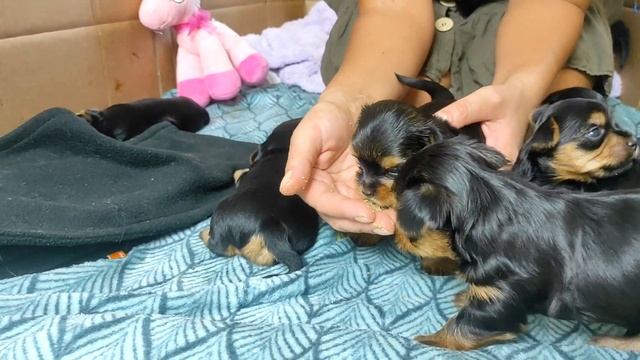 Щенки Йорка - 3 недели - первый прикорм смотреть онлайн