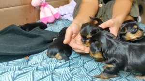 Щенки Йорка - 3 недели - первый прикорм