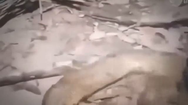 Giant Anaconda vs Lion vs Tiger vs Python Wild Animal Attacks 1 2017 смотреть онлайн