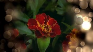 Футаж 8 марта цветы распускаются.#1