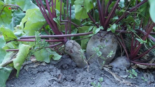 Только При Таком Уходе За Свеклой В Жару В Июле Августе Получается Вырастить Достойный Урожай! смотреть онлайн