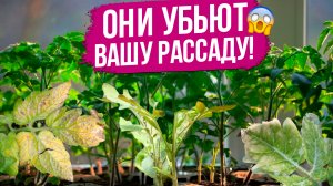 Топ-5 болезней рассады. Борьба с вредителями на рассаде и комнатных растениях. Как вылечить рассаду.