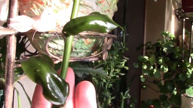 НАБЛЮДАЕМ ЗА РАЗВИТИЕМ РАСТЕНИЙ ! ПЕРЕСКИЯ. Наблюдения продолжаются. смотреть онлайн