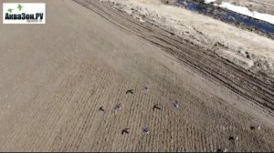 Махокрыл чучело белолобого гуся. Чучело гуся с машущими крыльями. Аквазон.ру