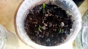 Лимон из косточки уход за ростками в домашних условиях