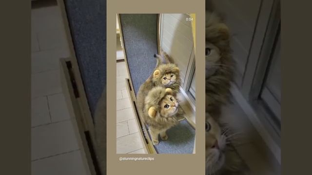 Львята?#коты#приколы #львята#животные #смех смотреть онлайн