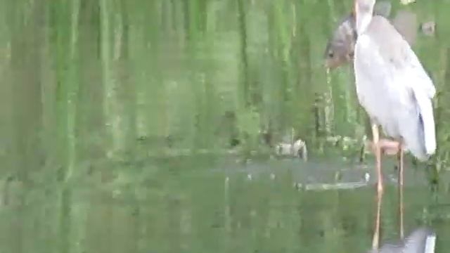 grey heron attempt to swallow a big catch 0) смотреть онлайн