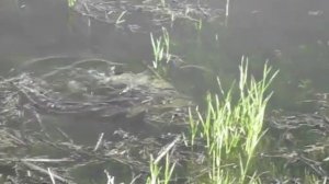 нерест щуки в мае рыбалка удачная город курск браконьеры