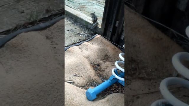 Приручил бурундука(ест с ладони)