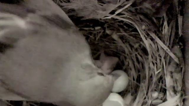 Удаление скорлупы смотреть онлайн