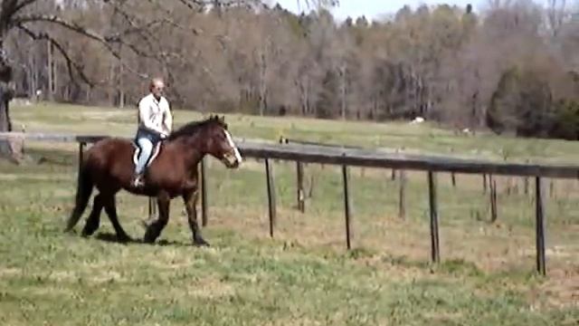 Percheron/Belgian mare for sale смотреть онлайн