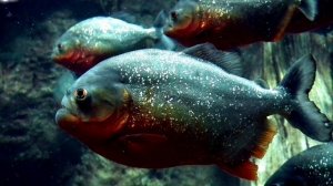 Река Амазонка - Интересные факты