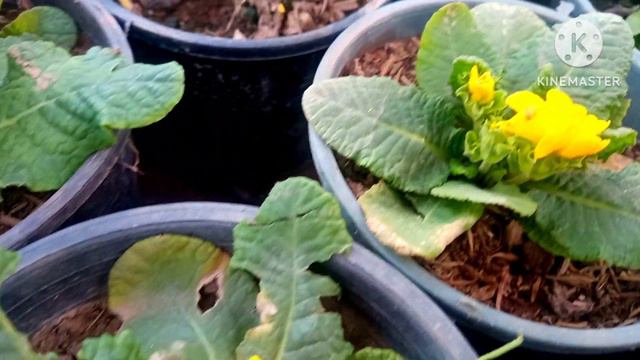 How to grow primula prime and care#primula primerose#. dilshadRind смотреть онлайн