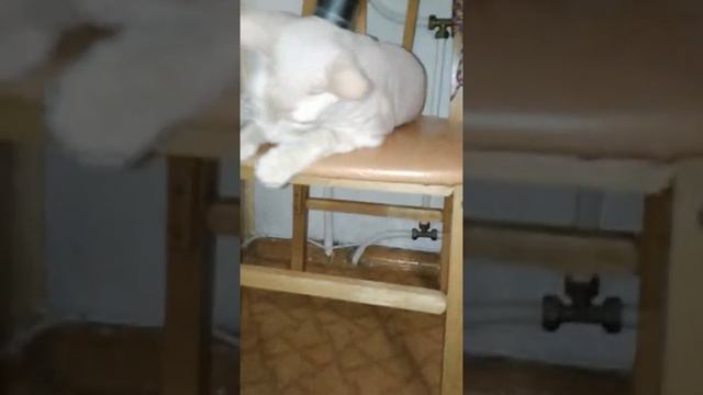 ЧИСТИМ ШКУРКУ КОТУ ПЫЛЕСОСОМ! смотреть онлайн