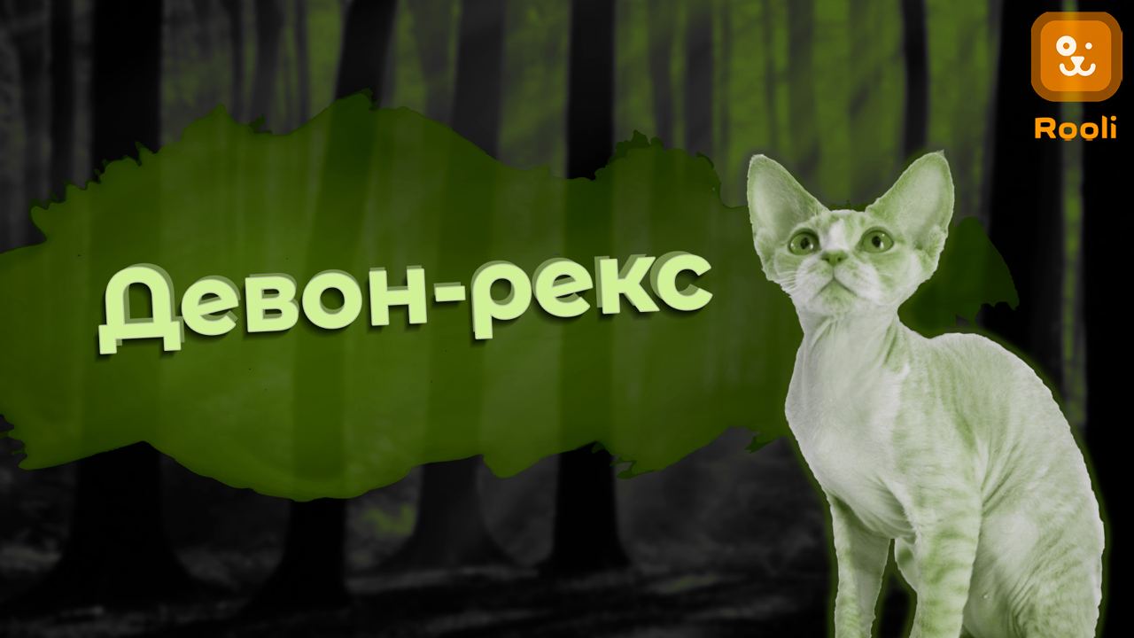 Девон-рексы: Экзотическая красота среди кошачьих пород смотреть онлайн