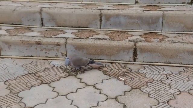 Горлица кольчатая Streptopelia decaocto на Набережной Судака. Выпрашивает семечки смотреть онлайн