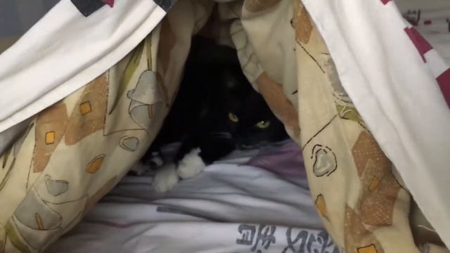 Когда кошке холодно смотреть онлайн