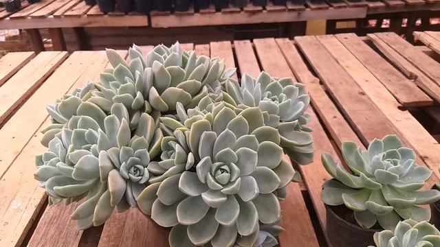 Diferença entre Graptoveria Fantome e Echeveria White Gilva смотреть онлайн