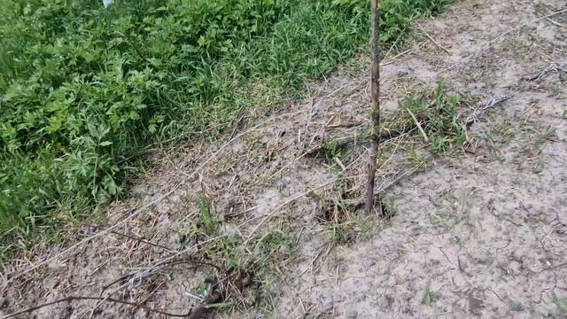 огород готов к посадке! Пепа замуж собралась! кабан устроил побег смотреть онлайн