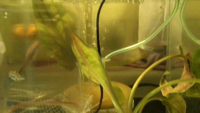 Разведение гуппи. Очередное пополнение. Родила гуппи смотреть онлайн