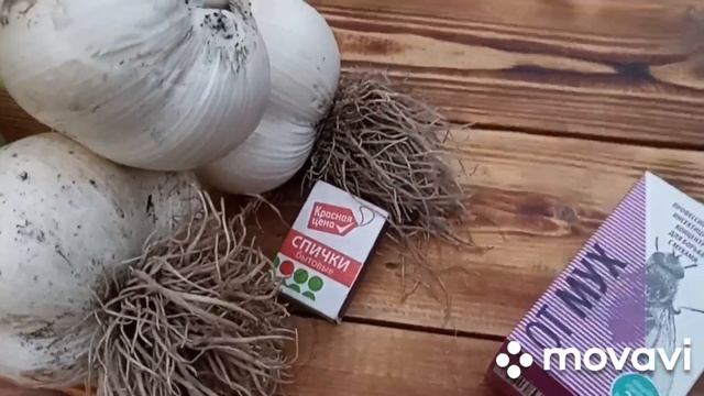 ХОРОШИЙ ЧЕСНОК ЭТО СОРТ И ПРИРОДНОЕ ЗЕМЛЕДЕЛИЕ // ВАЦАП ДЛЯ ЗАКАЗА 8-915-245-81-59 ПИСЬМЕННО смотреть онлайн