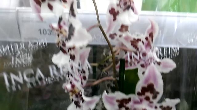 ОРХИДЕИ в Леруа Мерлен: Много камбрий. Зигопеталумы и др. (04.03.19). смотреть онлайн