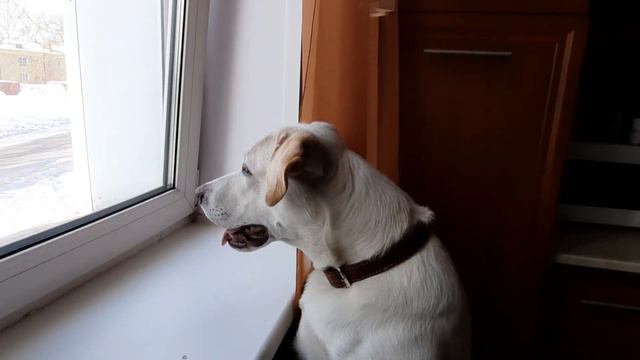 грустный лабрадор смотреть онлайн