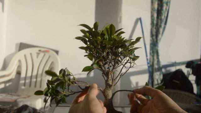 Молласай это бонсай? Как превратить моллсай в бонсай? Формирование ПРЕБОНСАЙ. смотреть онлайн