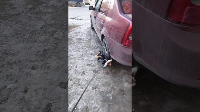 Чихуахуа отомстил... смотреть онлайн