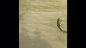 Ловля раков в краснодарском крае. На червя