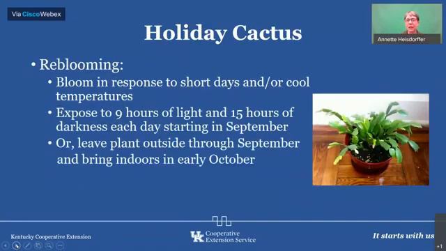 Holiday Gardening смотреть онлайн
