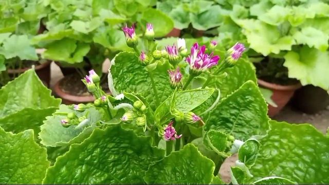 Cineraria flowers plant complete care tips . смотреть онлайн