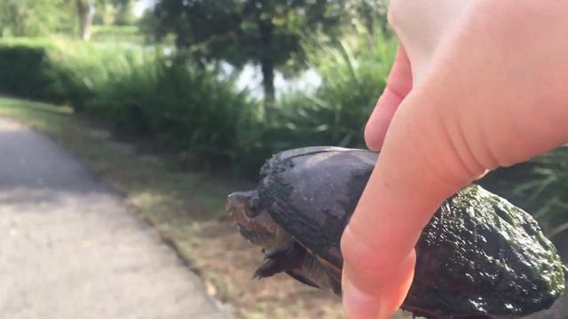 Спасение маленькой водоплавающей черепашки. Черепахи Флориды. Turtle Saving In Florida