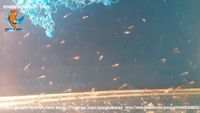 аквариумная рыбка испанский гуппи Poecilia reticulata, как содержать, ухаживать, что нужно смотреть онлайн