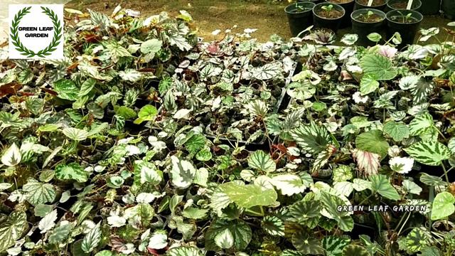#greenleafgarden #nilambur ചെറിയ പെരുന്നാളിന് വലിയ OFFERS🥳 Begoniya collections😍||FULL VIDEO смотреть онлайн