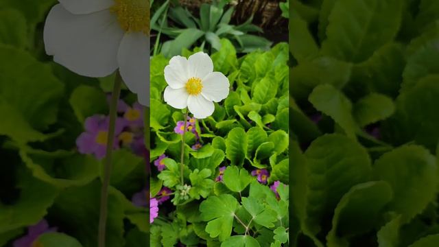 Первые весенние цветы в саду. Скромные маргаритки, анютины глазки, примулы красуются сейчас в саду!