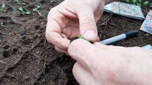 КАМНЕЛОМКА Многолетник?Пикировка СЕКРЕТ ВЫРАЩИВАНИЯ из семян многолетник как пикировать камнеломку