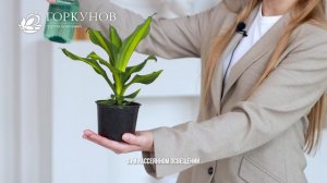 Драцена Компакта - рекомендации по уходу