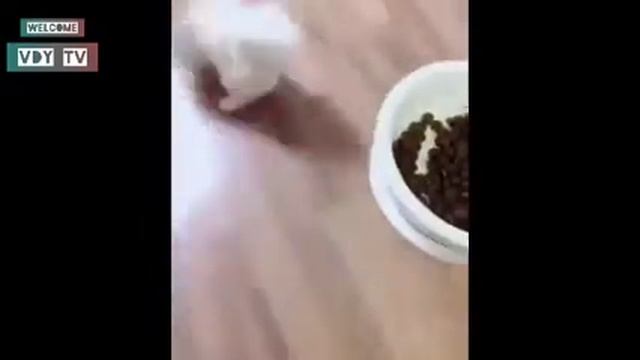 funny moment cot an a camera part_ 1 смотреть онлайн