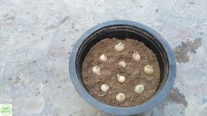 Sparaxis || Grow Stunning Flowers Of Sparaxis From Bulbs || Harlequin Flowers