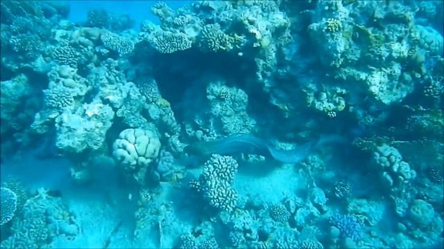 Египет.Шарм-эль-Шейх.Гигантская мурена. (Moray giant) смотреть онлайн