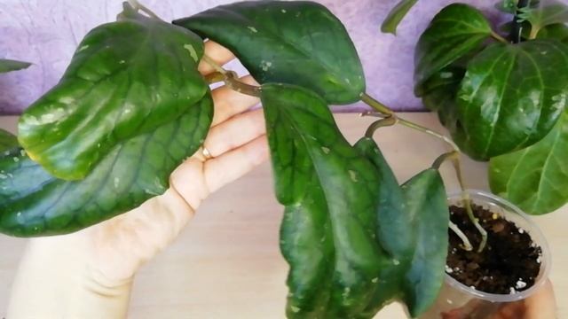 Топ 5 крупнолистных хой #хойя #хойиуход #цветы смотреть онлайн