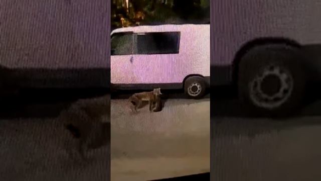 В Кирове у парка рысь напала на кошку смотреть онлайн