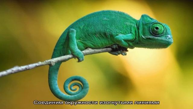 Как нарисовать хамелеона карандашом поэтапно для начинающих и детей: пошаговая инструкция. Детские. смотреть онлайн