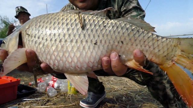 СУПЕР РЫБАЛКА 2021 на реке ИЛИ Михайловское озеро (Манул) САЗАН, ЗАЧЕТНЫЙ ЗМЕЕГОЛОВ , ЛЕЩ  ЧАСТЬ -