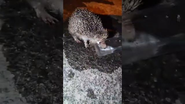 В Израиле из-за жары умирают ежи. Напоил еще одного. смотреть онлайн