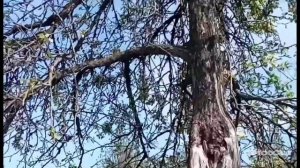 Груша - Бессемянка вся в цвету. Рассказываю, что с ней случилось